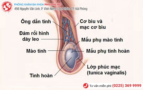 cấu tạo tinh hoàn