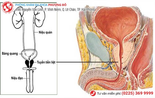 nguyên nhân tiểu ra máu