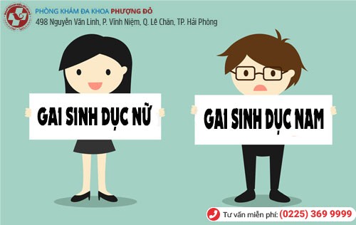 Gai sinh dục ở nam và nữ giới Gai sinh dục