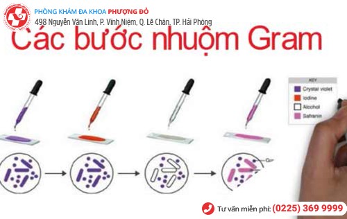 nhuộm gram